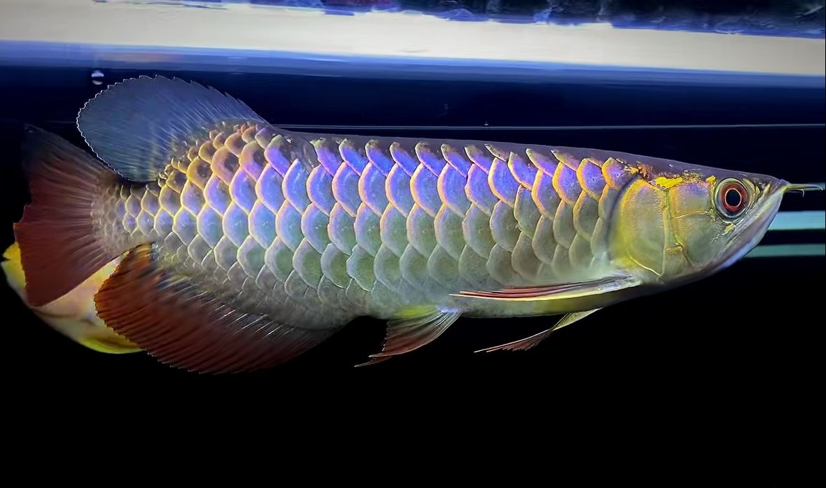 28/30公分,古典藍(lán)底過背金龍魚 超級(jí)大尾巴.細(xì)框.層次分明.鱗片干凈清晰 尾巴超級(jí)大拍不出來 28/30公分,古典藍(lán)底過背金龍魚 超級(jí)大尾巴.細(xì)框.層次分明.鱗片干凈清晰 尾巴超級(jí)大拍不出來